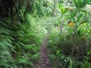 Maunawili Demonstration Trail